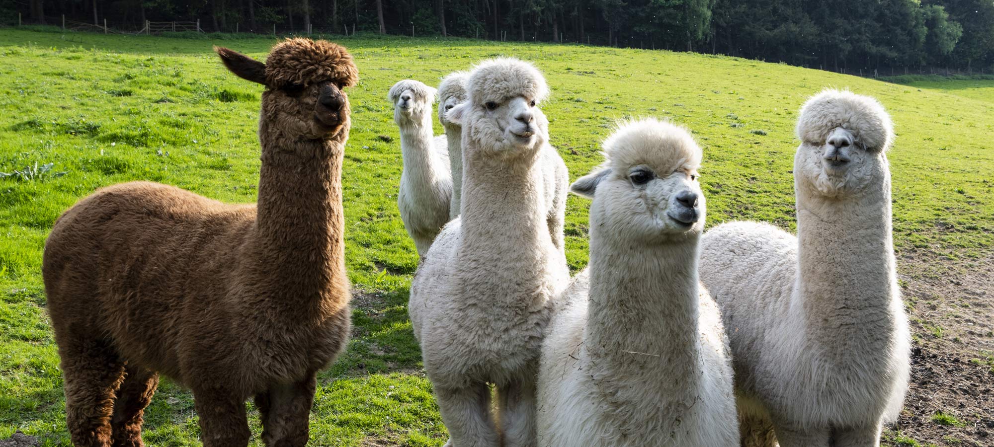 Pack out to see alpacas!