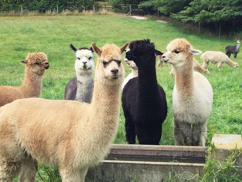 Avoiding Vaccination Pitfalls - RMLA - Rocky Mountain Llama and Alpaca ...