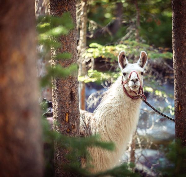 Guard Llamas Keep Sheep Safe From Coyotes RMLA Rocky Mountain Llama
