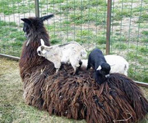 A guard llama with baby goats