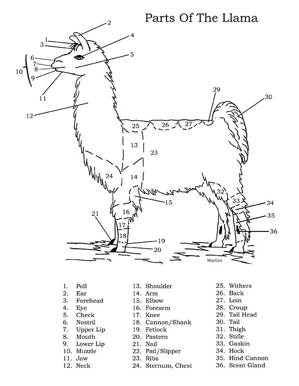 Body parts of a llama or alpaca.