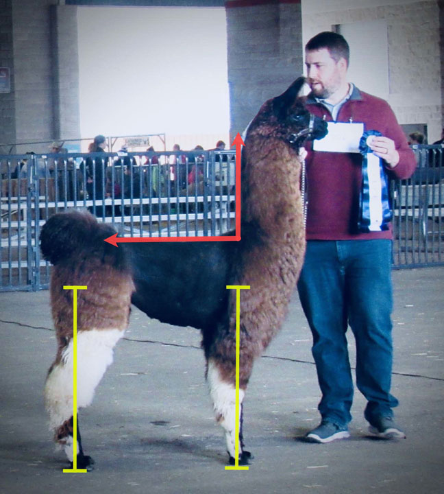 A well-proportioned llama.