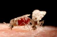 Culicoides: Bluetongue Vector